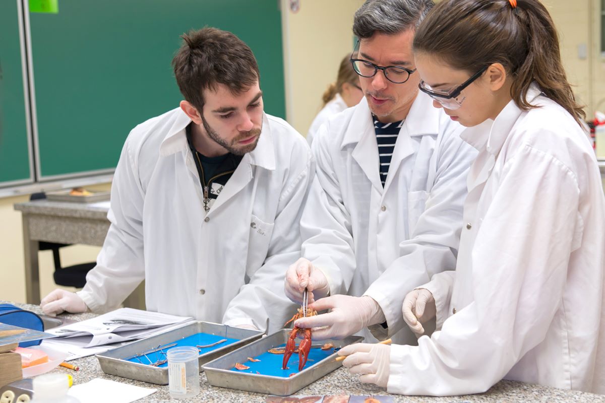 Un enseignant en laboratoire de biologie démontrant une dissection d'un écrevisse à deux étudiants